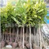 批發園林綠化苗廣玉蘭苗 玉蘭 廣玉蘭樹 常青常綠 工程用苗