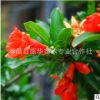批發園林綠化石榴 花石榴批花 果石榴樹 量大價優 庭院樹木