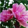出售木槿 木槿小苗 木槿花樹 木槿花苗 木槿樹苗 價格優惠