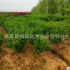 批發綠化苗木 木槿苗 叢生木槿 木槿花苗 庭院工程綠化規格齊全