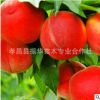 批發湖北占地桃樹 大紅桃 水密桃 品種多 規格齊全