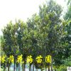 批發廣玉蘭樹苗 湖南落葉喬木景觀樹玉蘭價格 現挖現賣量大優惠