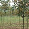 桂花樹苗盆栽四季濃香型嫁接金桂庭院植物室外八月桂地栽花卉好養(yǎng)
