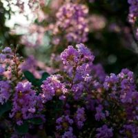 紫薇，百日紅，夏季觀(guān)花植物