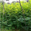 陜西火炬供應_火炬樹報價_火炬樹基地