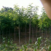 陜西香花槐報(bào)價(jià)_香花槐供應(yīng)_香花槐基地