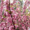 基地直銷(xiāo)精品嫁接榆葉梅小苗 庭院綠化園林綠化工程苗榆葉梅樹(shù)苗