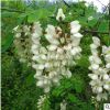 刺槐樹(shù)苗批發(fā) 刺槐小苗園林綠化工程苗刺槐樹(shù)洋槐樹(shù)苗 規(guī)格齊全