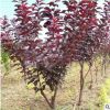 紫葉李樹(shù)速生紅葉李樹(shù)南北方種植庭院行道樹(shù)園林綠化工程苗規(guī)格齊