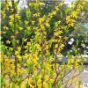 連翹苗批發(fā)綠化苗木色塊綠籬行道點(diǎn)綴庭院觀賞金邊連翹苗量大優(yōu)惠