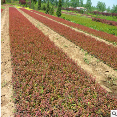 基地批發(fā)紅葉小檗苗綠化工程用苗道路色塊色帶專用籬笆苗規(guī)格齊全