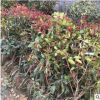 基地直銷(xiāo)紅葉石楠小苗 紅葉石楠苗40-60cm園林色塊綠籬綠化工程苗