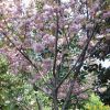 供應(yīng)櫻花等多種綠化苗木