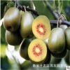 獼猴桃樹苗品種 直銷紅心獼猴桃樹苗價(jià)格 嫁接獼猴桃樹苗獼猴桃