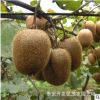元寶楓樹現(xiàn)挖現(xiàn)賣量大優(yōu)惠元寶楓樹可供南北方種植地栽元寶楓樹