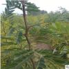 皂角樹全國供應(yīng)量大優(yōu)惠皂角樹可南北方種植易管理易成活皂角樹