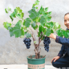 葡萄苗樹嫁接爬藤當年結(jié)果庭院盆栽苗無籽葡萄南方北方無核葡萄苗