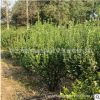 基地批發(fā)大葉黃楊球 工程綠化苗木道路美化耐寒綠籬大葉黃楊球