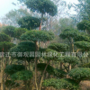 小葉女貞球批發(fā) 園林綠化造型樹 精品造型小葉女貞苗 規(guī)格齊全