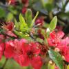 批發(fā)紅梅樹苗 行道點綴庭院觀賞氣味芳香梅花樹 園林綠化紅梅苗