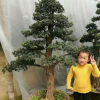羅漢松 五針松 大板松 黑松自產(chǎn)自銷價格便宜造型好