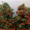 直銷火棘盆景 微型盆景植物 庭院室內可種植規格齊全火棘觀果盆景