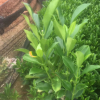 云南亭院藻類。球類。非洲茉莉球。景區(qū)設(shè)計(jì)。基地批發(fā)
