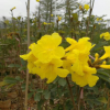 黃花風(fēng)鈴木樹培育大量供應(yīng)規(guī)格整齊貨源飽滿直銷批發(fā)