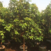 庭院叢生桂花。別墅用途。揭陽基地直銷。普寧批發(fā)。