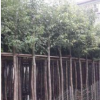 中山天筀桂袋苗。陰香基地。產(chǎn)品批發(fā)。園林景觀。市政用途