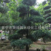 揭陽造型羅漢松小苗樹苗古樹普寧造型羅漢松日本產(chǎn)地基地直銷
