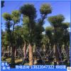 香樟樹苗批發(fā)工程綠化樟樹苗色塊綠籬行道點綴四季常青香樟樹直銷