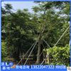 批發(fā)骨架鳳凰木樹苗12公分園林景觀工程規(guī)格整齊風(fēng)景樹種類