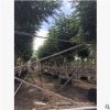 廣東房地產(chǎn)貨源。揭陽藍(lán)花楹基地。普寧直銷價格。市政工程。園林
