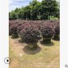 廣東亭院藻類。揭陽實球類。紅花繼木球。紅繼木景區(qū)設(shè)計。基地批