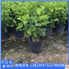 揭陽基地庫存供應(yīng)大紅花袋苗。熱銷產(chǎn)品。花海公園擺設(shè)。園林設(shè)計
