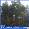 揭陽陰香樹袋苗。基地直銷。產(chǎn)地批發(fā)。市政工程。園林綠化。