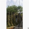 鄉(xiāng)村綠化，普寧基地火焰木5至6分袋苗價格。價格便宜。開花漂亮