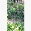 批發四川優質苗木 海量茶花出售 茶花球 茶花籠子 茶花苗