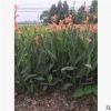 四川苗木 批發水生植物 蒲葦 狼尾草 水生美人蕉 美人蕉