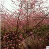 基地常年供應(yīng)臘梅品種齊全規(guī)格齊全園林行道樹量大從優(yōu)熱賣款