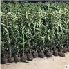 批發(fā)法國冬青青珊瑚規(guī)格齊全基地直銷量大從優(yōu)品種齊全優(yōu)惠