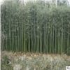 基地大量供應(yīng) 紫竹 慈孝竹 各種規(guī)格竹類 市政園林 工程園林