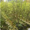 綠化樹木工程常年供應(yīng)木槿品種齊全規(guī)格齊全低價(jià)出售基地直銷