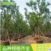 湖南苗圃基地香樟胸徑5-80cm 庭院景觀綠化香樟樹 叢生香樟樹