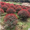 基地供應(yīng)紅葉石楠樹 高桿造型紅葉石楠 叢生紅葉石楠球