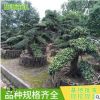 批發(fā)造型羅漢松 大量批發(fā)綠化苗木 園林綠化苗木 基地供應(yīng)