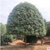 基地供應(yīng)桂花樹 四季嫁接桂花樹苗 叢生桂花苗公園街道行道樹苗