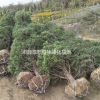 江蘇蜀儈批發(fā)/蜀儈基地直銷/蜀儈新價(jià)格，規(guī)格齊全