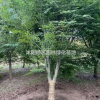 基地直銷工程苗雞爪械/各種規(guī)格雞爪械